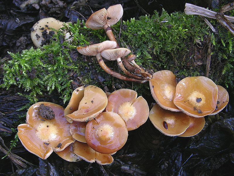 Kuehneromyces mutabilis